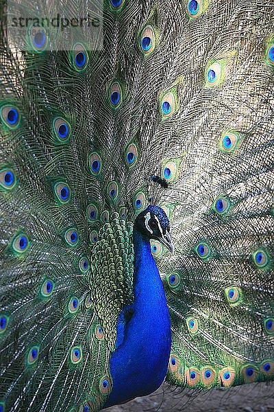 Peacock  Griechenland.