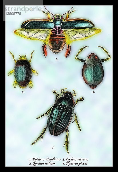 Käfer: Dytiscus Dimidiatus  Gyrinus Nalator et al. #1 1830