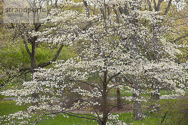 Blühender Hartriegelbaum im Arnold Arboretum  Jamaica Plain  Boston  Massachusetts  USA