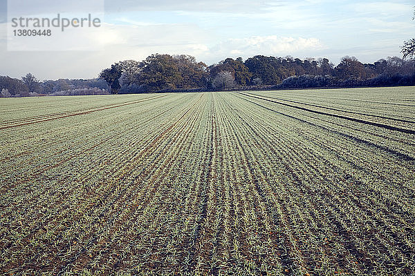 Grüne Triebe einer jungen Getreidepflanze sprießen aus dem Boden auf einem Feld  Shottisham  Suffolk  England