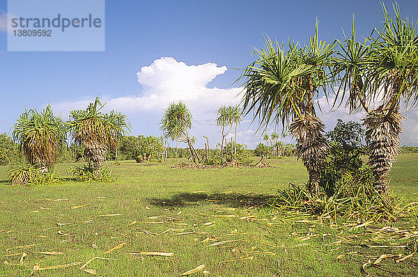 Gewitterwolke der Regenzeit erhebt sich über tropischem Savannengrasland mit Schraubenpalmen  Garig Ganuk Barlu National Park  Cobourg Peninsula  Arnhem Land  Northern Territory  Australien