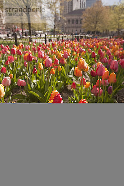 Tulpen in einem Garten  Copley Square  Boston  Suffolk County  Massachusetts  USA