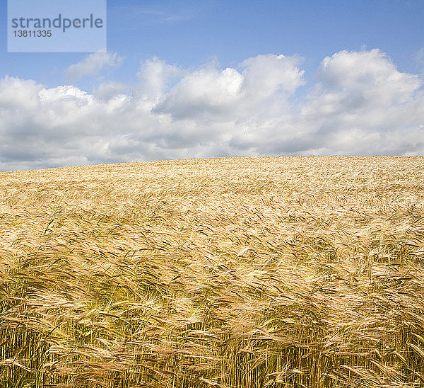 Feld mit goldener Gerste im Sommer  Shottisham  Suffolk  England