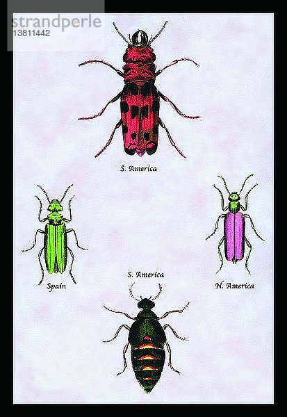 Käfer aus Nord- und Südamerika und Spanien #1 1830