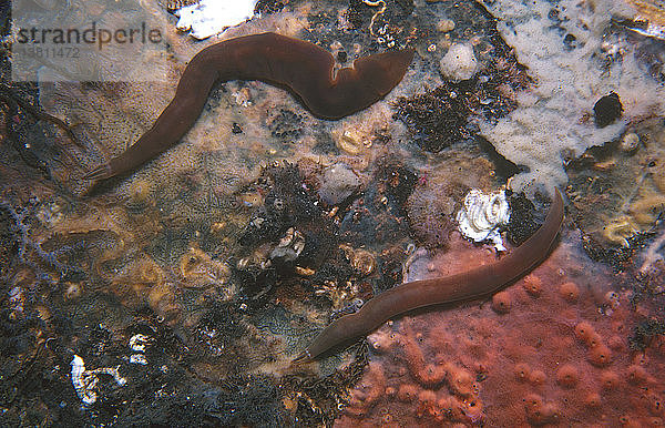 Bandwürmer (Unbekannte Art)  Phylum Nemertea. Tulamben  Bali  Indonesien