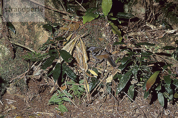 Logrunner  Orthonyx temminckii  am Eingang zu seinem Nest zwischen den Stützwurzeln eines Regenwaldbaums  Border Ranges  Queensland  Australien