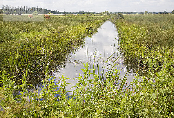 Entwässerungsgraben in den Sümpfen des Überschwemmungsgebiets des Flusses Waveney  bei Oulton Broad  Suffolk  England