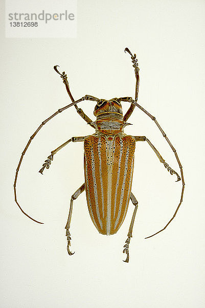 Langhornkäfer  fam  Cerambycidae  Larven werden häufig in Stämmen von Akazien und Eukalyptusbäumen gefunden  Australien
