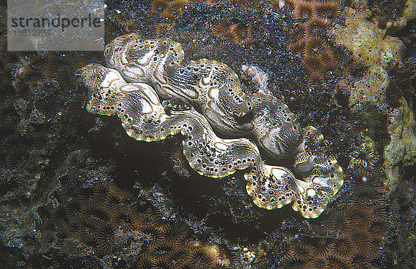 Bohrmuschel (Tridacna crocea)  kleines Exemplar  eingebettet im Riff  der Mantel gefärbt durch kommensale Zooxanthellen-Algen. Tulamben  Bali  Indonesien