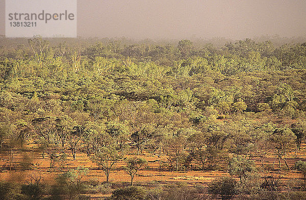 Regen auf trockenen Waldflächen mit überwiegend Akazien und Eukalyptusbäumen  Welford National Park  südwestliches Queensland  Australien