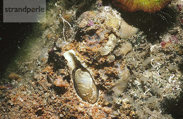 Kolbenmuschel (Gastrochaena cunieformis) in ihrer Krypta  die sie in einem Kalksteinfelsen gebaut hat. Point Turton  Südaustralien