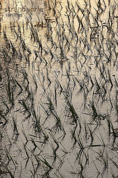 Reisanbau in Reisfeldern in Kambodscha