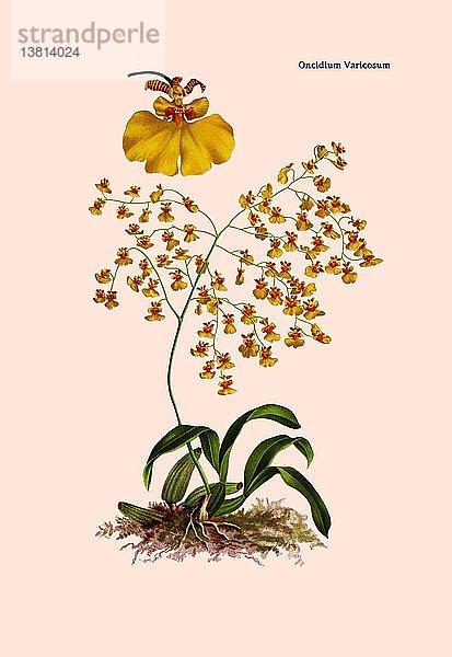 Orchidee: Oncidium Varicosum 1892