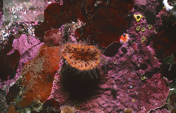 Becherkoralle (Monomyces rubrum)  mit zum Fressen ausgestreckten Tentakeln. Fiordland  Neuseeland
