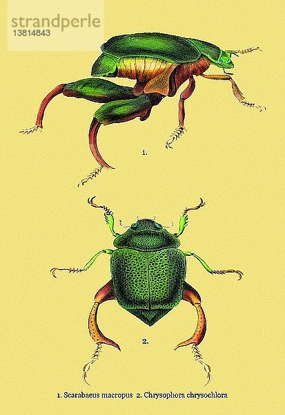 Käfer: Scarabaeus Macropus und Chrysophora Chrysochlora #2 1830
