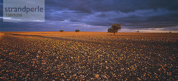 Weizenfelder  Mallee-Region im nordwestlichen Victoria  Australien