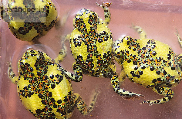 Kreuzkröten-Jungtiere  Nocoleche Nature Reserve  westliche Tiefebene von New South Wales  Australien