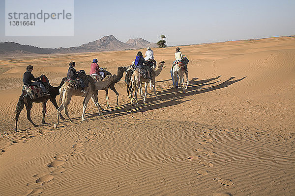 Kameltrek  Zagora  Marokko  Nordafrika  Wüste Sahara