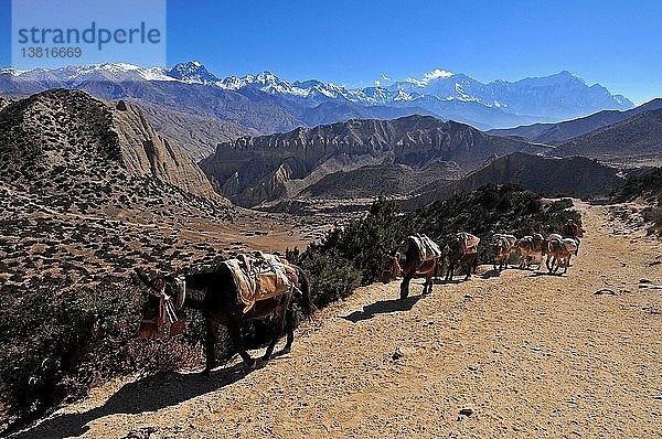 Karawane in Mustang  Samar  Nepal.