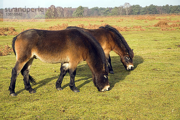 Exmoor-Ponys als Erhaltungsweide auf der Sandlings-Heide  Sutton  Suffolk  England