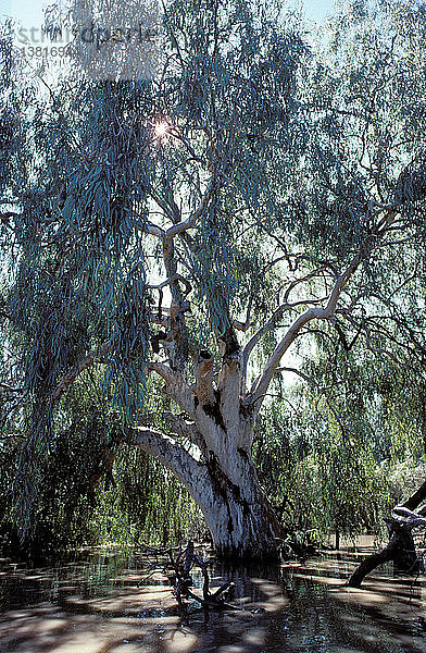 Roter Eukalyptus am Ufer des Paroo River  Queensland  Australien