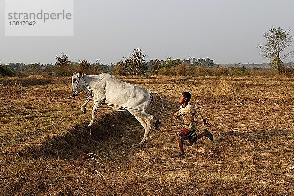 Kambodschanischer Junge läuft mit einem Büffel  Kambodscha.