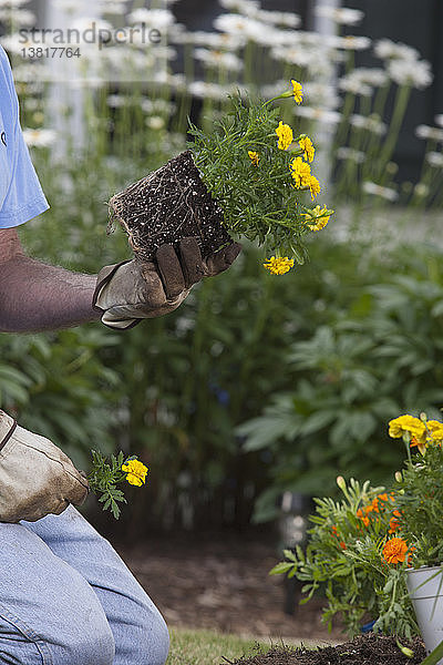 Älterer Mann bei der Vorbereitung der Wurzeln neuer Ringelblumen zum Einpflanzen in den Garten