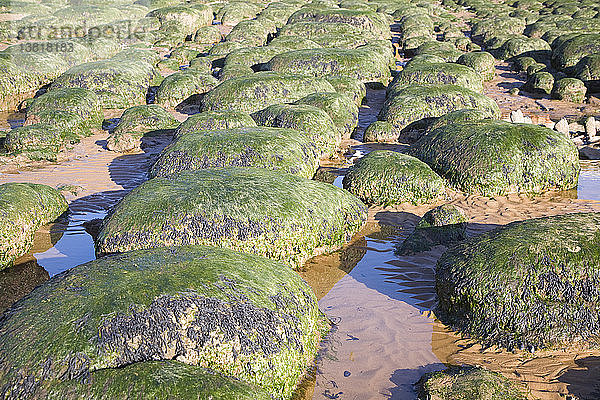 Mit Seegras bedeckte grüne Felsbrocken am Strand von Hunstanton  Norfolk  England