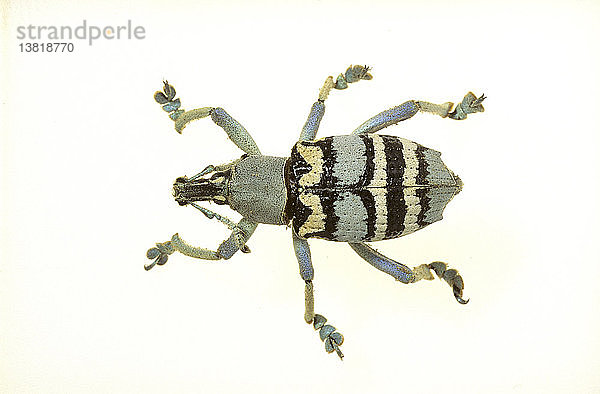 Rüsselkäfer  Überfamilie  Curculionoidea  ein Käfer mit länglichem Rüssel  Australien