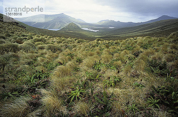 Blick über das Tussock-Grasland  Poa sp  zum Perseverance Harbour  Campbell Island  Campbell Island-Gruppe  Neuseeland