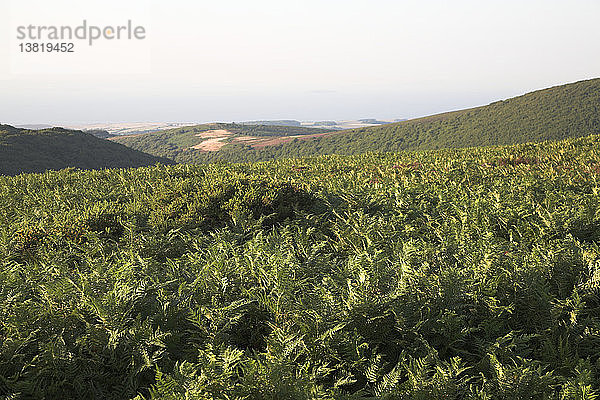 Hochgebirgslandschaft der Quantock Hills  Somerset  England