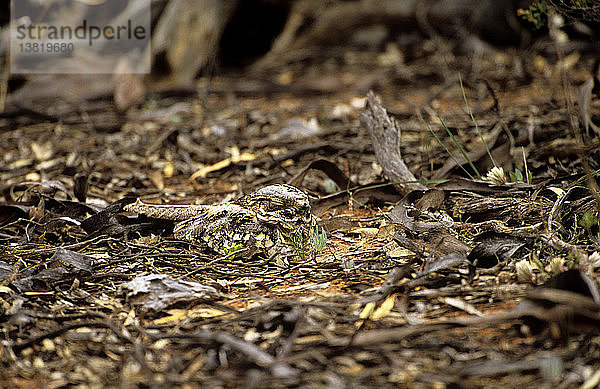 Tüpfelnachtschwalbe  Eurostopodus argus  brütet sein einzelnes Ei aus  hervorragend getarnt in der Laubstreu  Mallee-Waldgebiet  Südaustralien