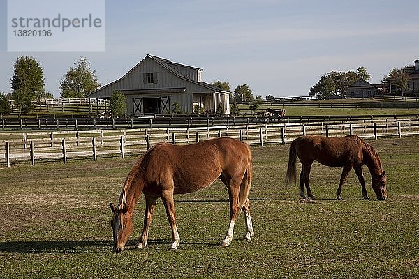 Pferde grasen auf Farmland im ländlichen Alabama 2010