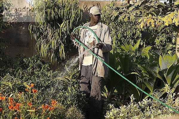 Mann beim Blumengießen  Dakar  Senegal.