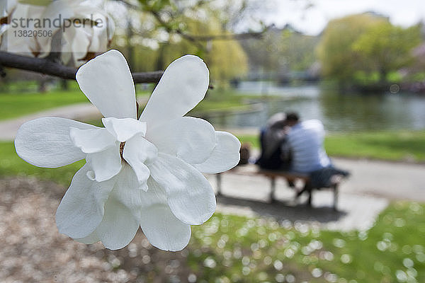 Kirschblüten mit romantischem Paar im öffentlichen Park  Boston Public Garden  Boston  Massachusetts  USA