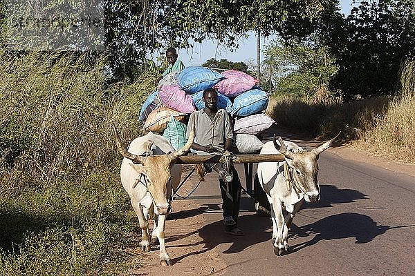 Vater und Sohn transportieren Waren auf einem Ochsenkarren  Kafountine  Senegal.