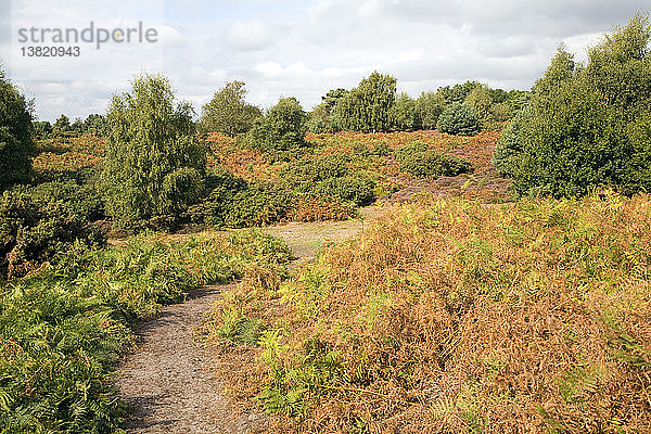 Heidevegetation im Herbst  Hollesley Common  Suffolk  England