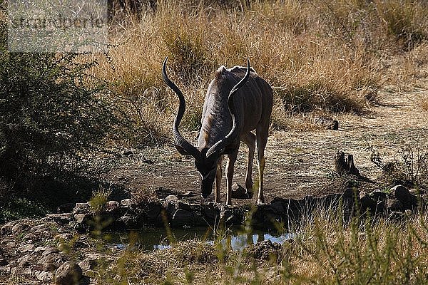 Madikwe-Wildreservat  Safari  Südafrika.