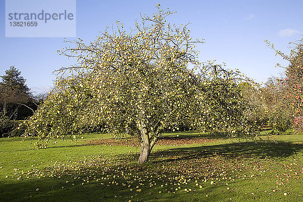 Apfelbaum in einem Obstgarten  der im Herbst Äpfel abwirft  Suffolk  England