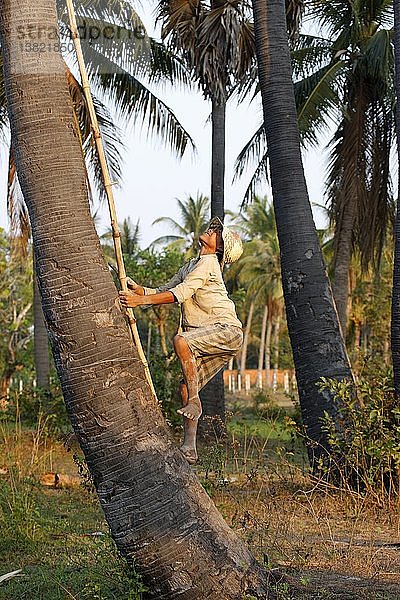 Junge klettert auf eine Kokospalme  Siem Reap  Kambodscha.
