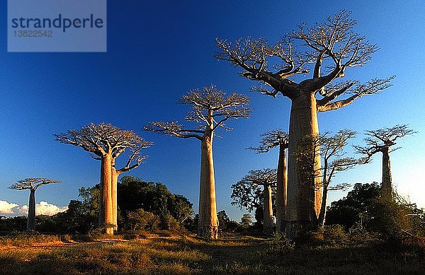Andansonia grandidieri de Morondova Baobabs in Süd-Madagaskar  Madagaskar.