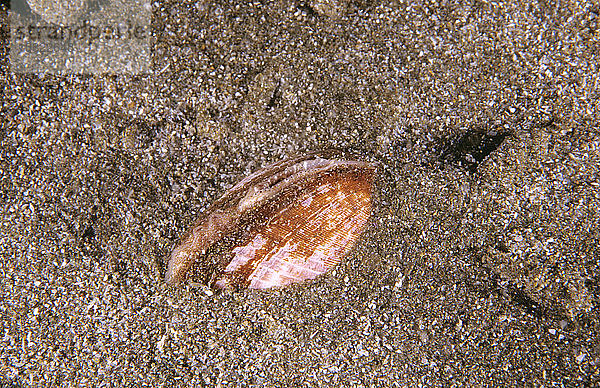 Hundemuschel (Glycymeris striatularis)  die sich im Sand eingräbt. Sie gehört zu einer primitiven Gruppe von Muscheln mit schlecht entwickelten Siphons  die kaum über den Rand der Schale hinausreichen. Waterfall Bay  Tasmanien  Australien