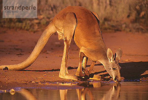 Rotes Känguru beim Trinken  Thrushton National Park  südwestliches Queensland  Australien