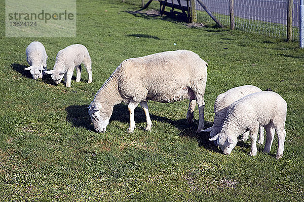 Lämmer und Schafe auf einem Feld  Texel  Niederlande