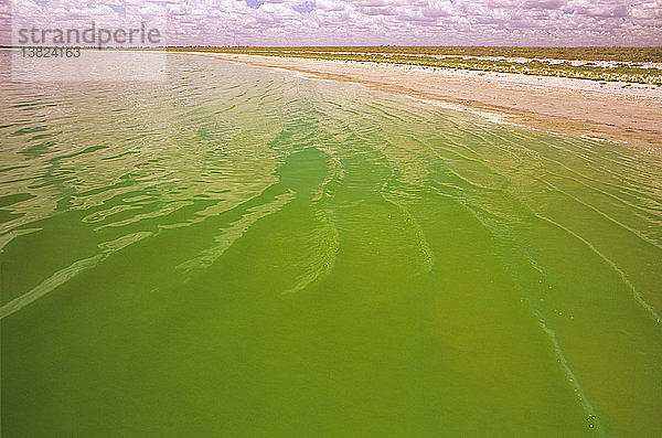 Planktonische Grünalgen im Salzsee Wyara  Currawinya National Park  westliches Queensland  Australien