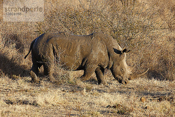 Madikwe-Wildreservat