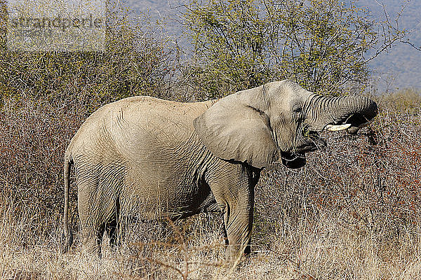 Madikwe-Wildreservat