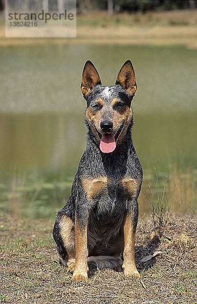 Blue Heeler Cattle Dog  Canis familiaris  sitzend mit herausgestreckter Zunge  hechelnd  Australien