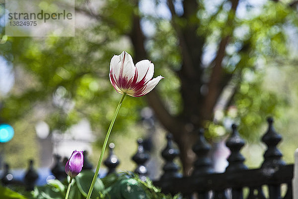 Nahaufnahme einer Tulpe  Beacon Hill  Boston  Massachusetts  USA