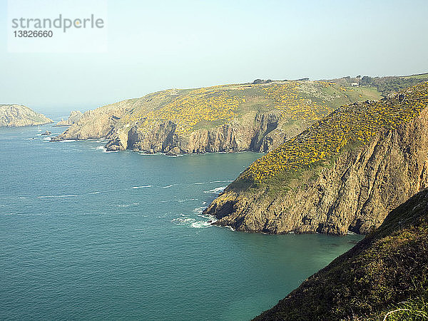 Klippen mit gelben Blüten des Ginsterstrauchs  Insel Sark  Kanalinseln  Großbritannien